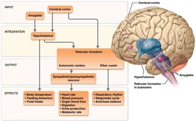 Sensory pathway from PNS to CNS