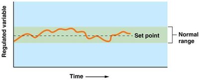 Sensory pathway from PNS to CNS