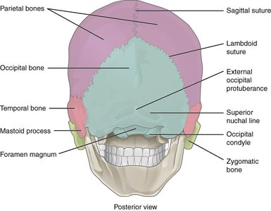Inferior view of the skull showing facial bones and foramina