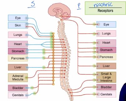 Diagram of sympathetic and parasympathetic innervation to various organs, showing pathways and nicotinic receptors at ganglia.