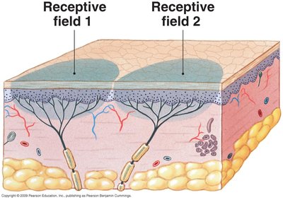 Diagram showing two receptive fields in the skin