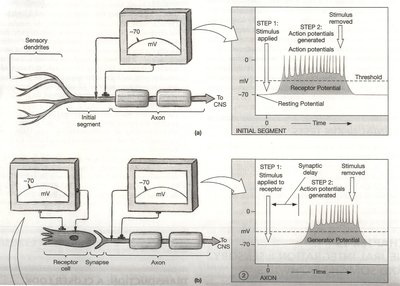 Graph and diagram of receptor potential and action potential generation
