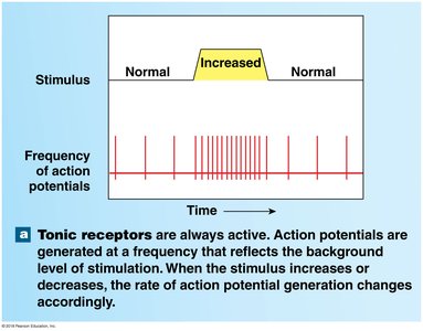 Graph showing tonic receptor response to stimulus