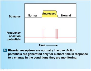 Graph showing phasic receptor response to stimulus