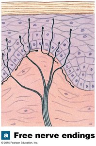 Free nerve endings in the skin
