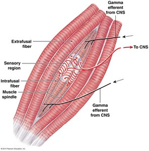 Muscle spindle showing proprioceptor structure
