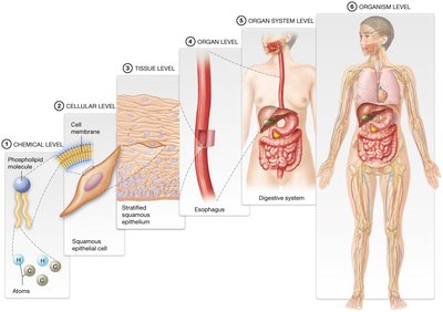 Integumentary system