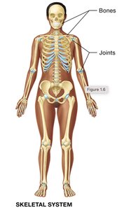 Muscular system