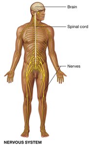 Endocrine system