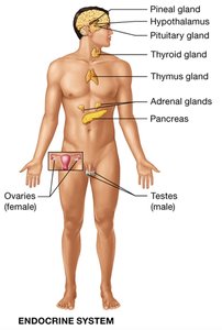 Cardiovascular system