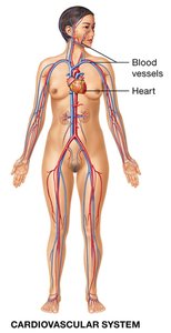 Lymphatic system