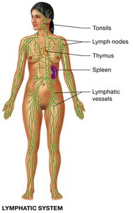 Respiratory system
