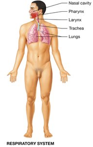 Digestive system