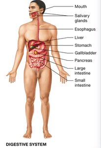 Urinary system