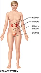 Male reproductive system