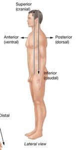 Directional terms: proximal, distal, medial, lateral
