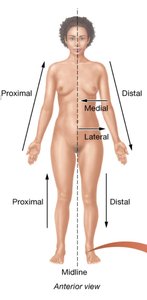 Posterior body cavity