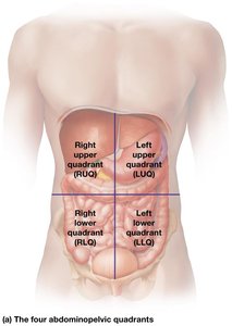 Abdominopelvic regions