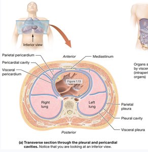 Pericardial membranes