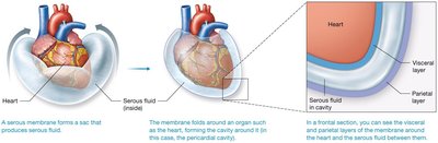 Peritoneal membranes