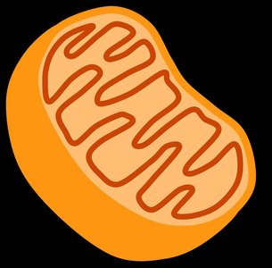 Chemical level: phospholipid molecule and atoms