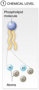 Cellular level: squamous epithelial cell