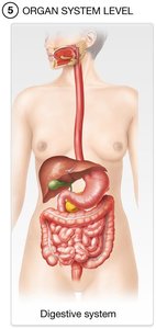 Organism level: human body