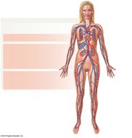 Diagram of the human cardiovascular system