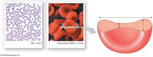 Red blood cell structure overview
