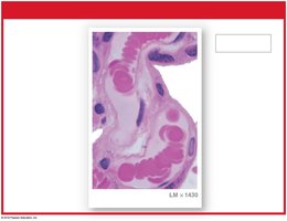 Functional aspects of red blood cells
