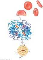 Hemoglobin within red blood cells