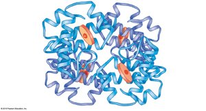 Hemoglobin structure