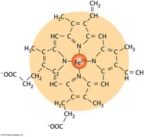 Structure of heme