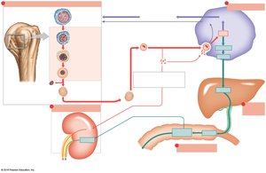 Production and recycling of red blood cells