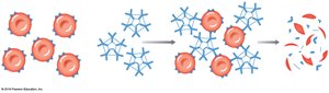 Agglutination and hemolysis