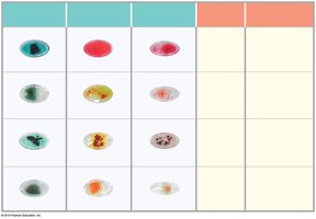 Results of blood typing test