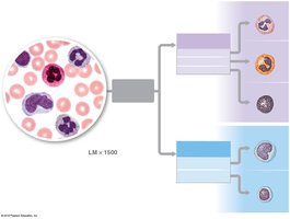 White blood cells