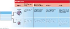 Agranular leukocytes