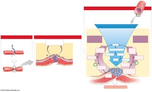 The clotting response