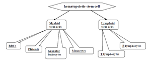 Hematopoietic stem cell differentiation