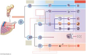 Formed element development