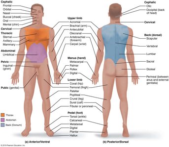 Regional terms of the human body