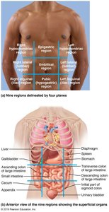 Abdominal regions