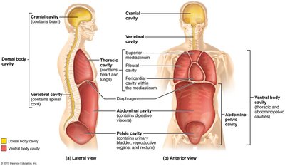 Dorsal and ventral body cavities
