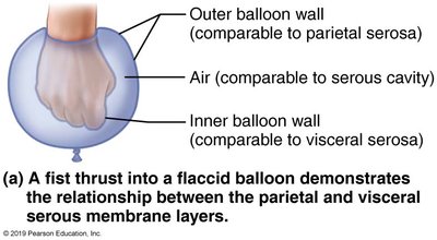 Serous membrane layers