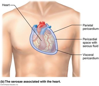 Serous membranes of the heart