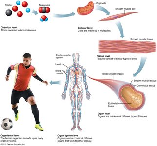 Levels of structural organization in the human body