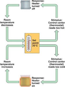 Negative feedback loop for temperature regulation