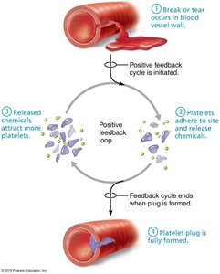 Positive feedback in blood clotting