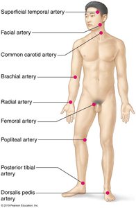 Body sites where the pulse is most easily palpated